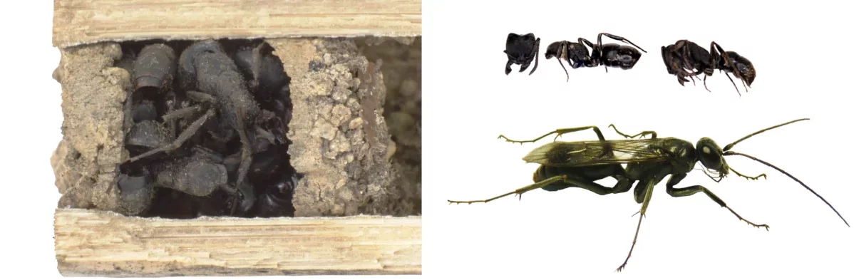 Figure illustrant l'entrée d'un nid d'une guêpe chasseuse d'araignées, rempli de fourmis mortes.