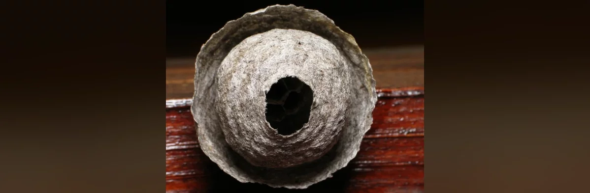 Photo d'un petit nid de guêpe vu de dessous montrant la couche de papier qui protège les cellules dans lesquelles les guêpes élèvent leurs larves.