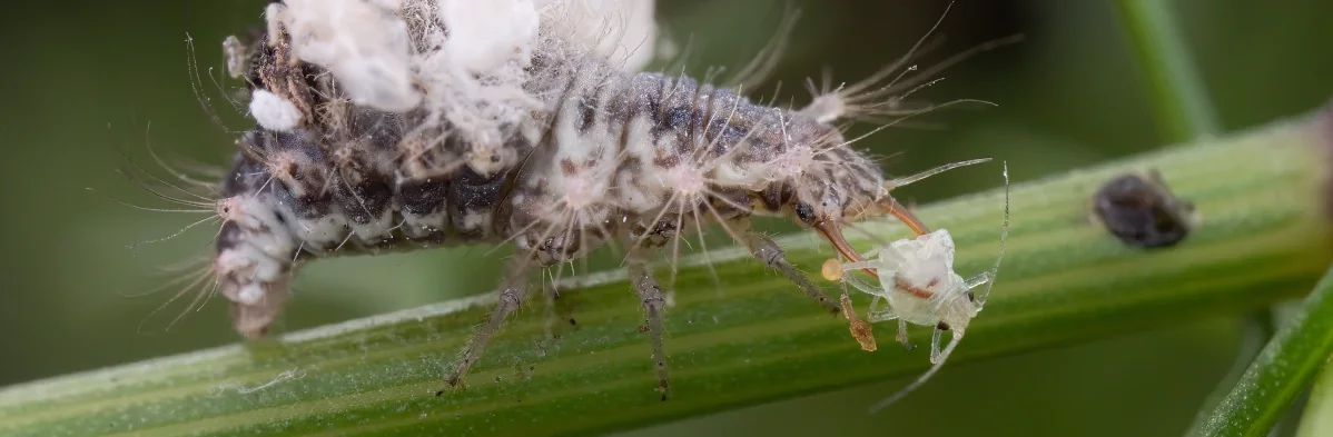 Une larve de chrysope grise et blanche couverte de cuticules vides de pucerons mange un puceron avec ses longues mandibules.
