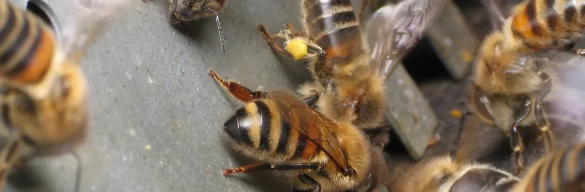 Des abeilles, certaines avec du pollen sur les pattes, devant une grille de trou de vol parfois utilisée comme réducteur d'entrée de ruche.