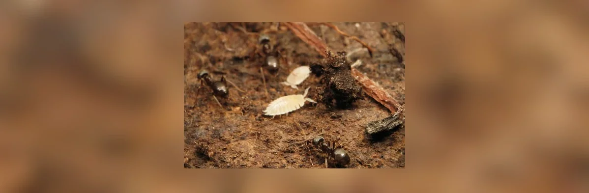 Un gros plan sur des cloportes blancs commensaux des fourmis.