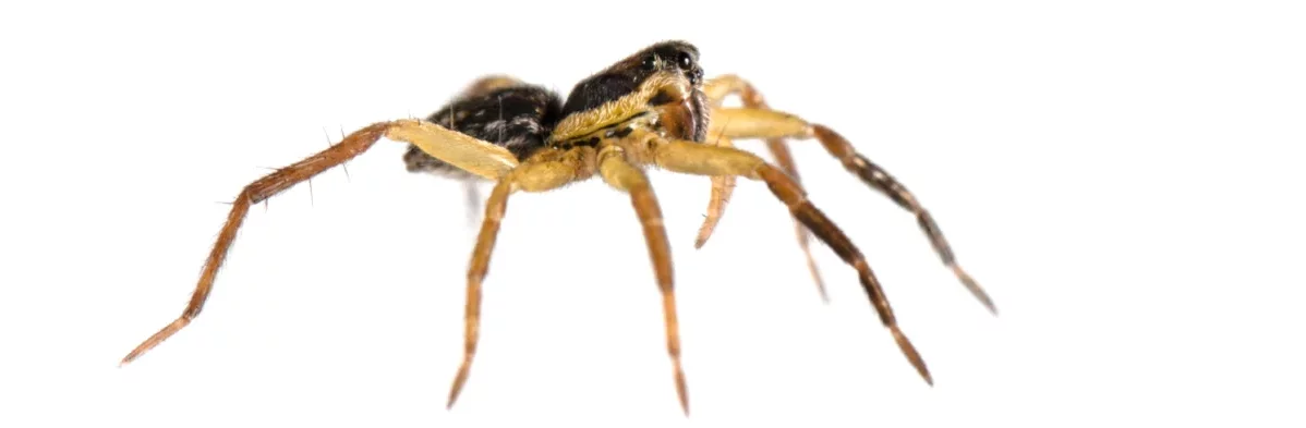 Photo de profil d'une jeune araignée loup en macro sur fond blanc. L'araignée a de longues pattes jaunes et un corps noir avec des yeux noirs brillants.