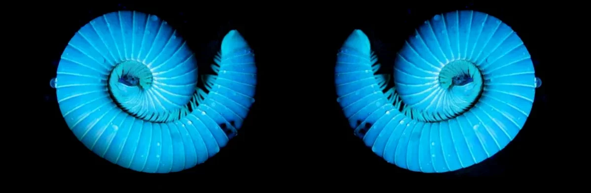 Image composite montrant un mille-pattes fluorescent bleu deux fois (avec un effet miroir).