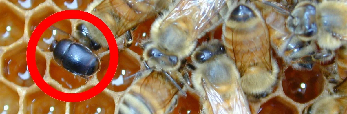 Un petit coléoptère de la ruche Aethina tumida, un coléoptère brun noir avec de petites antennes à massues qui vit dans les ruches. Le coléoptère est entouré d'un cercle rouge et il est sur un cadre de ruche avec des cellules remplies de miel et aussi avec des abeilles domestiques Apis mellifera.