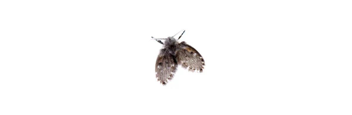 Un petit moucheron noir de la famille des Psychodidae vu de dessus sur fond blanc, il ressemble à un petit moucheron ou papillon noir aux ailes poilues.