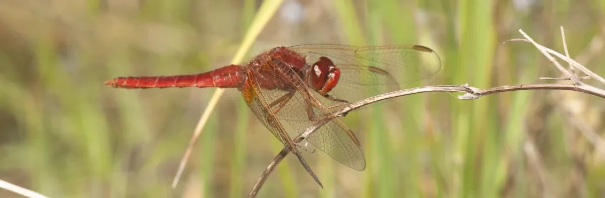 Libellule écarlate rouge au repos avec les ailes repliées en avant sur une tige de plante.