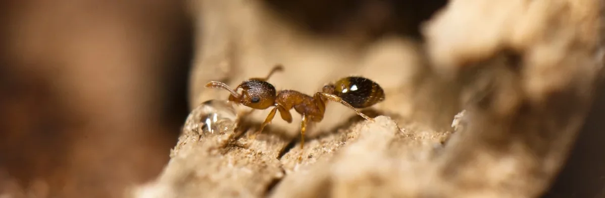 Une petite fourmi brune et noire vue de profil en macrophotographie, sur fond brun de feuilles mortes, boit une petite gouttelette d'eau posée sur une brindille.