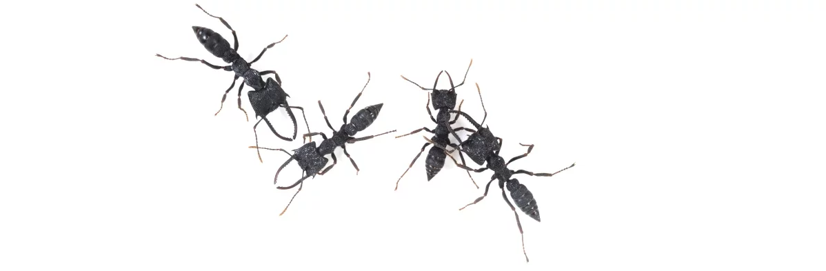 Quatre fourmis noires à très grosses mandibules du genre Mystrium, aussi appelées fourmis Dracula, vu en macro de dessus sur fond blanc.