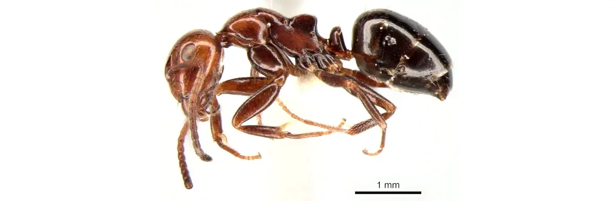 Cette photo sur fond blanc montre une fourmi noire à tête rouge à l'aspect lisse, attachée à une épingle et vue de profil pour l'identifier.