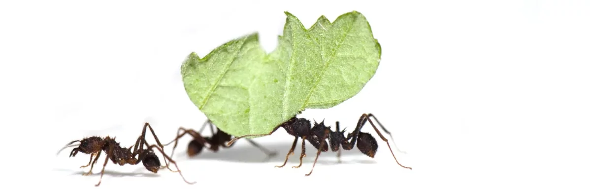Cette macrophotographie sur fond blanc montre une fourmi champignonniste du genre Acromyrmex, de couleur brun foncé, transportant une feuille verte découpée. Elle est accompagnée de deux autres fourmis, dont une partiellement cachée derrière la feuille.