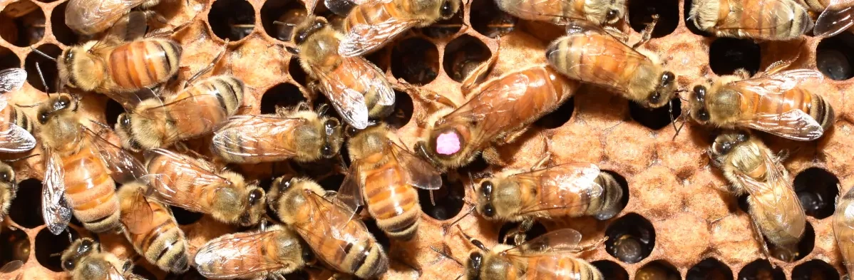 Une reine abeille est vue de dessus sur un cadre de couvain, entourée d'abeilles nourrices. La reine a un marquage rose au centre du thorax, elle est marquée pour aider l'apiculteur à la retrouver.