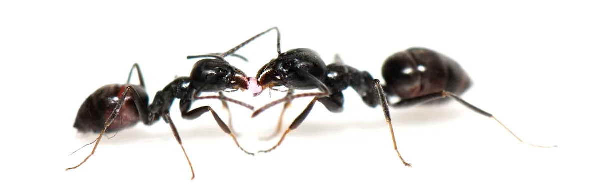 Deux fourmis ouvrières de couleur noire de l'espèce Tapinoma nigerrimum partagent de la nourriture. Photo macro sur fond blanc vu de profil.