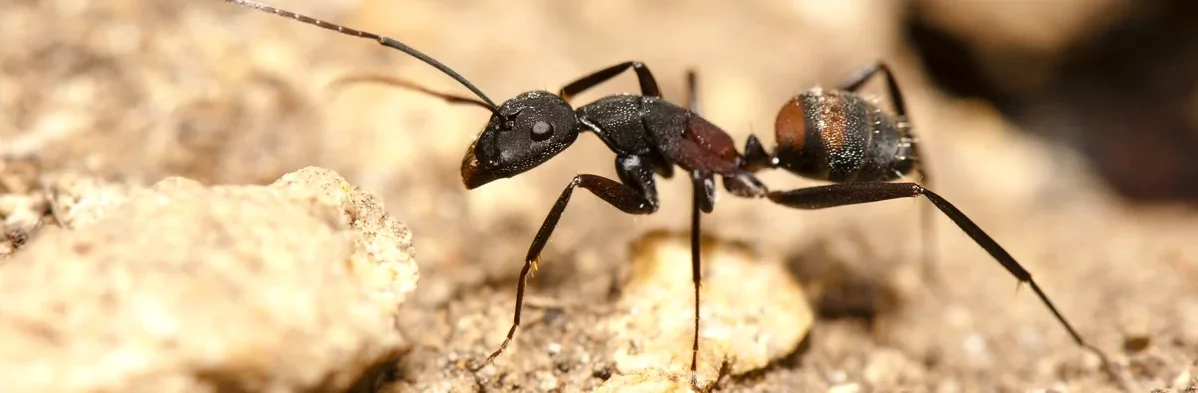 Photographie macro de profil d'une fourmi de l'espèce Camponotus cruentatus. Cette fourmi est de couleur noire mais l'arrière de son thorax est rouge et l'avant de son abdomen a des rayures oranges.