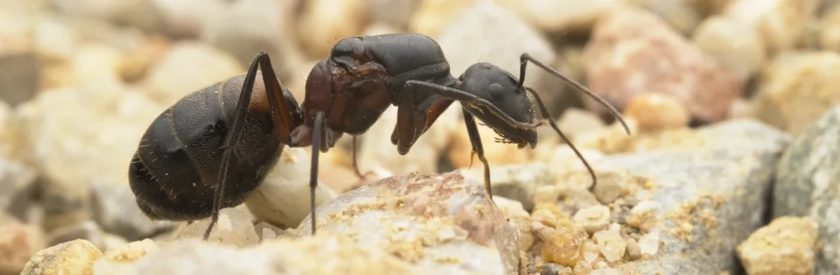 Une reine fourmi Camponotus cruentatus, grande fourmi noire mat avec des taches rouges ou brunes, vues de profil en photo macro.