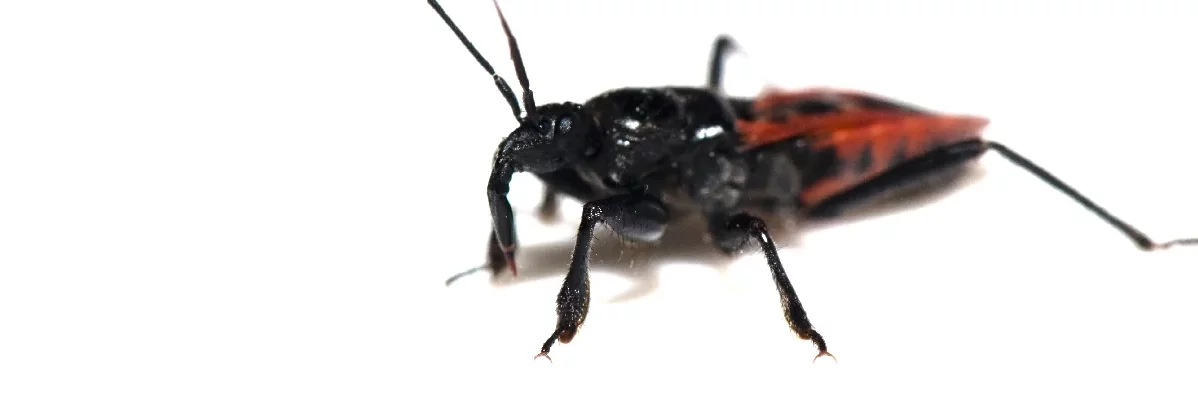 Une réduve vue de trois quart en photo macro sur fond blanc, cette punaise a un rostre puissant et une tête et un corps noir avec un abdomen rouge.