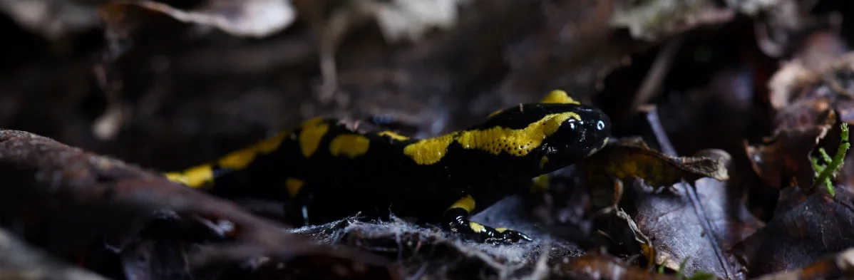 Salamandre tachetée, Salamandra salamandra, noire et jaune au sol.