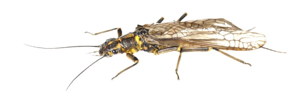Photo d'un insecte sur fond blanc en macro. Il s'agit d'un Plécoptère, un insecte des bords de rivières aussi appelé perle. Son corps est plat avec des ailes brunes, un corps noir et jaune et de longues antennes.