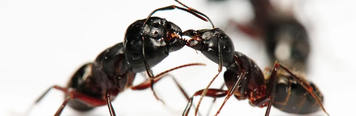 Deux fourmis du genre Camponotus de couleurs marrons et noires s'échangent de la nourriture par trophallaxie.