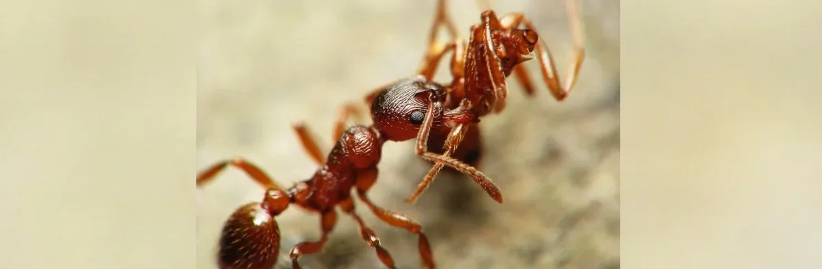 Macrophotographie en très gros plan d'une fourmi brune du genre Myrmecia vue de profil transportant un cadavre de la même espèce hors du nid.