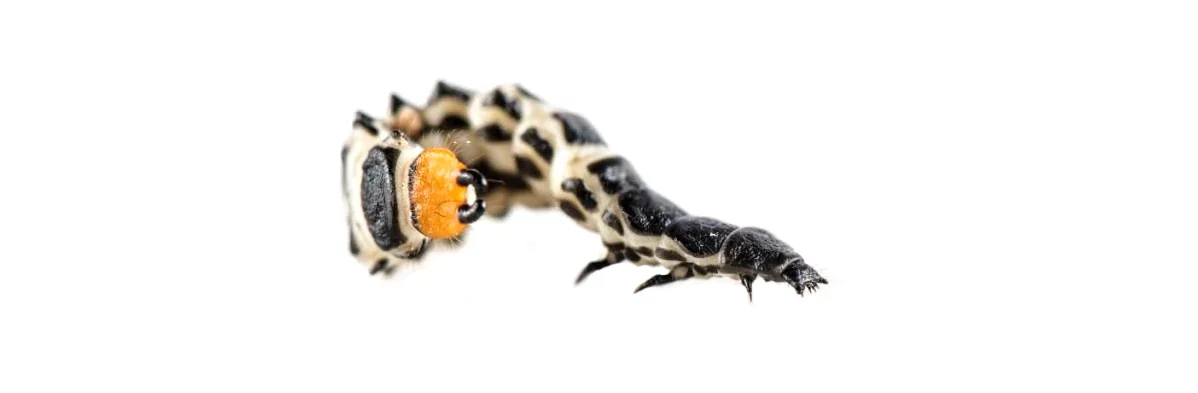 Une larve de coléptère (lycie sanguine) photographiée de profil sur fond blanc en macro. Le corps de la larve est blanc et noir avec un appendice orange et deux cerques noirs.