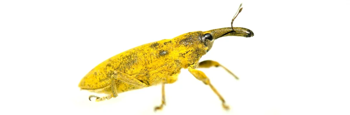 Macrophotographie sur fond blanc montrant un grand charançon jaune aux yeux et rostre noir avec de courtes antennes.