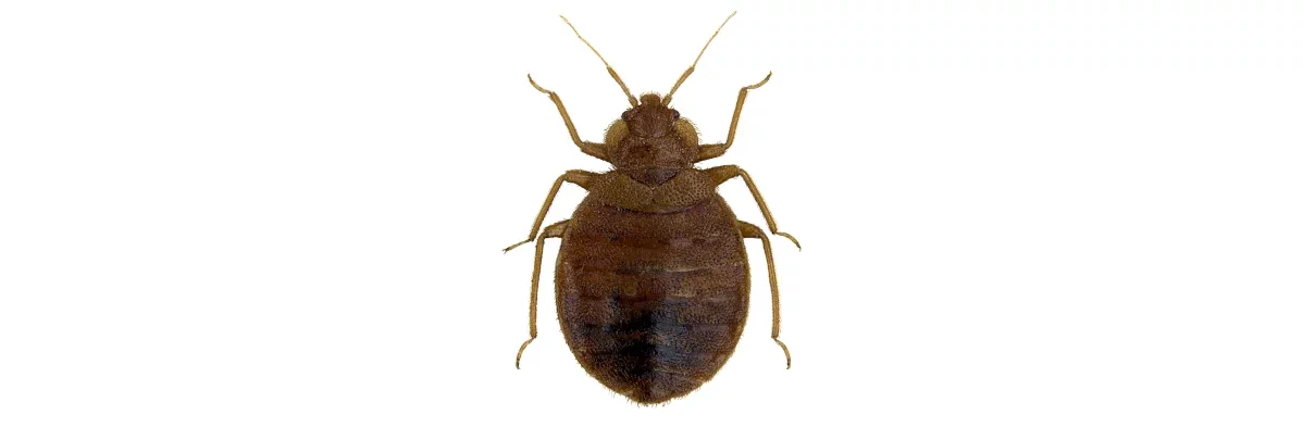 Une punaise de lit, Cimex lectularius, de forme ovale et de couleur brun sombre vue de dessus sur fond blanc en très gros plan macro.