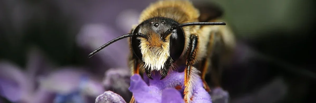 Une abeille solitaire vue de face en gros plan macro sur une fleur violette de lavande. C'est une mégachile, une abeille coupeuse de feuilles de rosiers. Cette photo illustre les abeilles que l'on peut aider à nicher dans des hôtels à insectes.