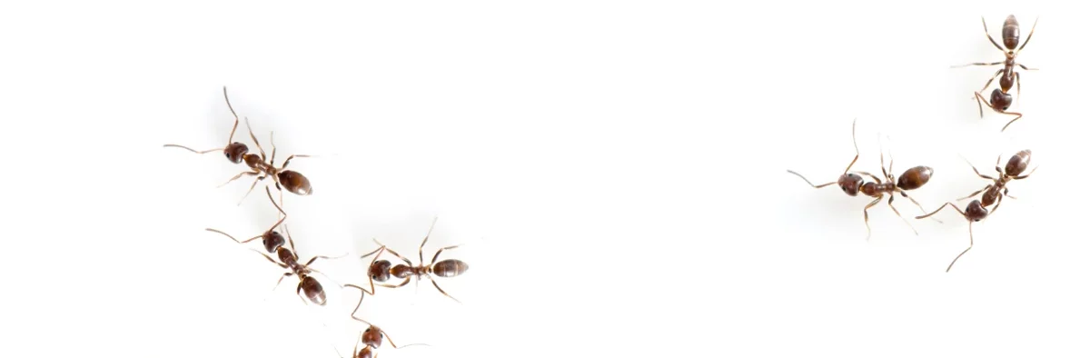 Sept fourmis d'Argentine vues de dessus sur fond blanc.