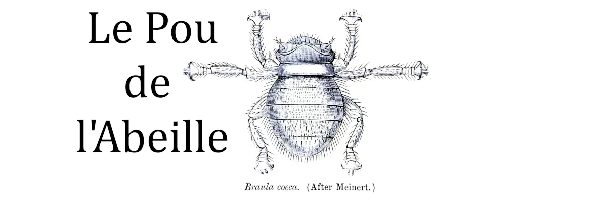 Dessin sur une planche anatomique du pou de l'abeille, une petite mouche sans aile parasite des abeilles.