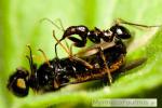 Une punaise noire ressemblant à une fourmi dévore une mouche morte.