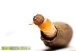 Larve d'un insecte de l'ordre des coléoptères et du genre Clytra. Cette larve s'introduit dans les fourmilières et mange les larves de fourmis. La larve a une tête brune sclérifiée avec un thorax orange et un fourreau en argile.