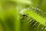 Un petit moucheron noir est piégé sur les feuilles collantes d'une plante carnivore du genre Drosera.