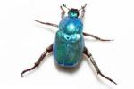 Un insecte coléoptère de la famille des scarabées, l'hoplie argentée ou hoplie bleue métallique.