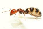Brachylecithum mosquensis, une fourmi de l'espèce Camponotus lateralis avec un abdomen distendu en raison de la présence d'un parasite.