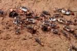 Des fourmis légionnaires Eciton transportent des nymphes et larves. Ces fourmis ont un seul oeil et sont presque aveugles.