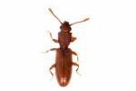 Un insecte marron vu de dessus. Il s'agit d'un coléoptère de forme allongé, le sylvain à une dent Silvanus unidentatus.