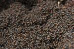 Un grand nombre de fourmis des bois se réchauffe au soleil au dessus de la fourmilière.