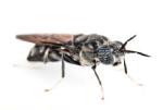 Photo macro d'unr mouche soldate noire, Hermatia illucens, utilisées pour composter les déchets organiques et produire de la nourriture pour le bétail et les animaux d'élevage.