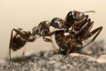 Deux fourmis du genre Formica prennent part à un port social, où une fourmi en porte une autre pour lui apprendre une nouvelle localisation.
