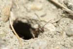 Une fourmi grise des bords de rivières, Formica selysi, sortant de son nid.
