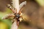 Mouche parasite d'abeilles, guêpes ou frelons asiatiques, Physocephala sp de la famille des Conopidae.