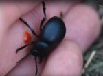 Insecte coléoptère crache sang, aussi appelé Timarque ou Timarcha, de couleur noir avec un liquide rouge oramge ressemblant à du sang.