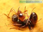 Une fourmi rouge Myrmica pique une fourmi noire.