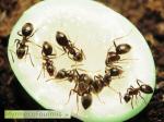 Huit fourmis du genre Lasius, probablement la fourmi noire des jardins Lasius niger sur un morceau de sucre, vu de côté.
