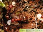 Deux fourmis esclavagistes rouges de l'espèce Polyergus rufescens transportent un cocon et une larve de fourmis esclavages du genre Formica, sous-genre Serviformica, jusqu'à leur nid.