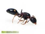 La fourmi à quatres points, Dolichoderus quadripunctatus, reine vue de profil sur fond blanc.