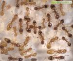 Des ouvrières de fourmis du genre Temnothorax présentent un aspect inhabituel, pâle et proche des reines, à cause d'un vers cestode parasite.