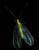 Photographie macro sur fond noir d'un insecte neuroptère, une chrysope verte aux yeux jaunes dorés et aux ailes nervurées transparentes.