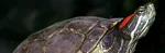 Tortue de Floride à tempes rouges vue de profil. Cette tortue aquatique brune ou verte avec des tempes "oreilles" rouges est invasive en France.