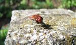Une petite libellule rouge fine vue de face, posée sur une pierre dans un jardin.